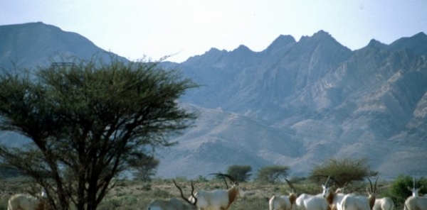 Sauver la réserve de Djebel Orbata à Gafsa