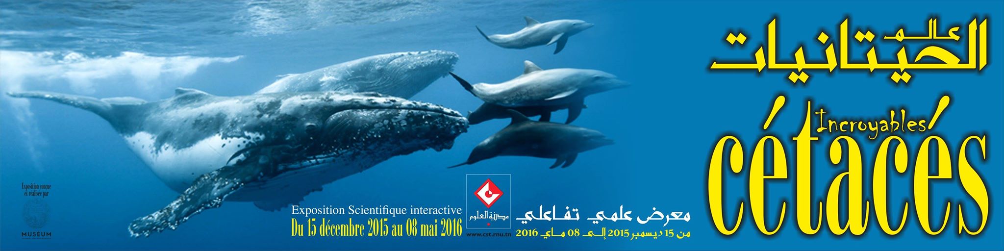 Exposition des Incroyables Cétacés à la Cité des Sciences