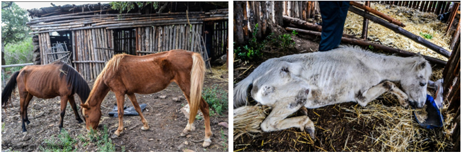 Appel à dons pour les besoins des poneys de Mogods